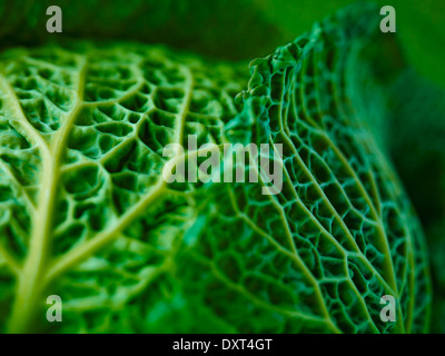 Extreme Nahaufnahme von Wirsing Stockfoto