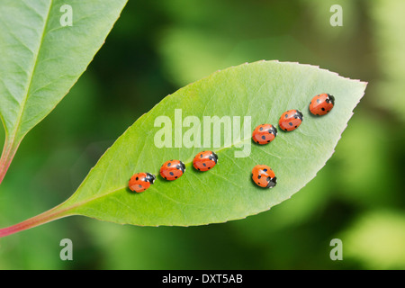 Marienkäfer, die sich abheben von der Masse auf Blatt Stockfoto