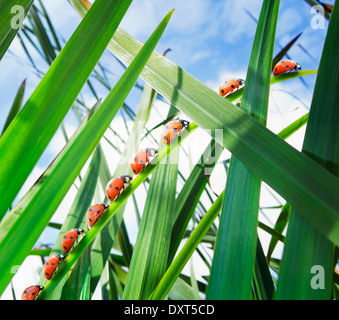 Marienkäfer krabbeln auf Blatt Stockfoto