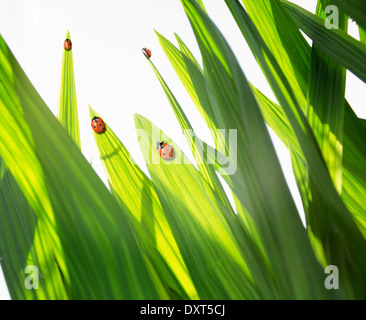 Marienkäfer auf Blättern Stockfoto