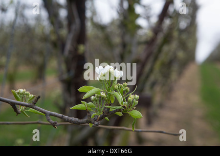 Apple tree Obstgarten mit modernen niedrige Sorte Obst Anbau in der Provinz Noord Limburg in den Niederlanden Stockfoto