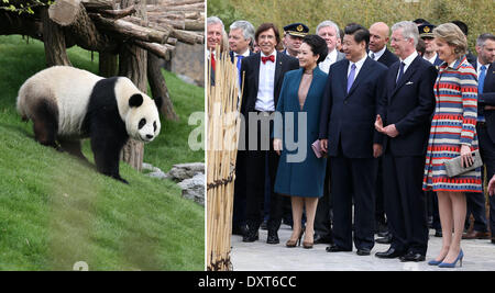 Brüssel. 30. März 2014. Das Combo-Foto, aufgenommen am 30. März 2014 zeigt chinesischen Staatspräsidenten Xi Jinping (3. R, vorne), seine Frau Peng Liyuan (4. R, vorne), belgische König Philippe (2. R, vorne), Königin Mathilde (vorne R) und der belgische Premierminister Elio Di Rupo (5. R Front) Besuch des Hauses Panda im Zoo Pairi Daiza in Brugelette, Belgien. Bildnachweis: Yao Dawei/Xinhua/Alamy Live-Nachrichten Stockfoto