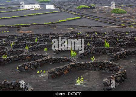 Feuchtigkeitsfallen Reben in den Weinbergen bei La Geria, Lanzarote, Kanarische Inseln, Spanien Stockfoto