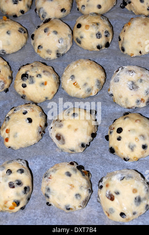 Ungekocht Hot Cross Buns auf ein Backblech Stockfoto