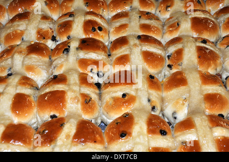 Hot Cross Buns auf ein Backblech Stockfoto