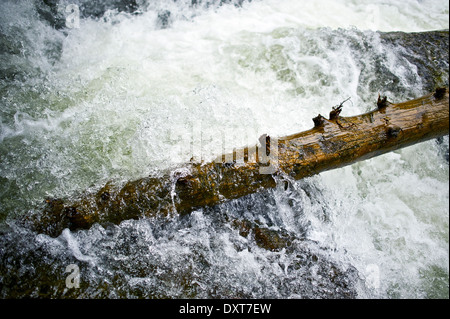 Die Flut. Überschwemmungen, Wasser und Baum Closeup. Fast and Furious Wasser. Kraft der Natur. Stockfoto