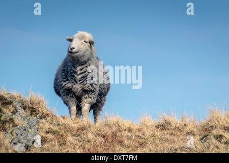 Eine übergewichtige Schafe auf einem Berg, Lake District Stockfoto