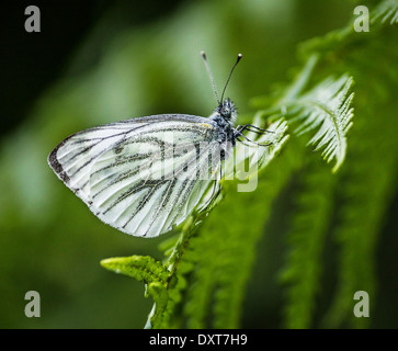 Grün geädert weißen Schmetterling Stockfoto