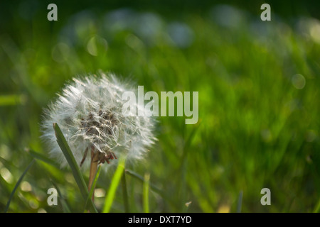 Ein Löwenzahn/Taraxacum das Gras an einem sonnigen Tag im Frühling. Die Taraxacum steht im Vordergrund, umgeben von einem grünen Feld. Stockfoto