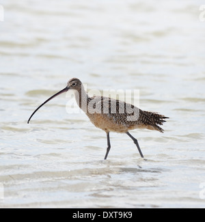 Lange-Brachvogel (Numenius Americanus) Stockfoto