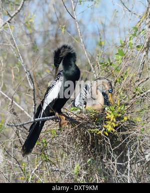 Männliche und weibliche Anhinga Vögel im Nest Stockfoto