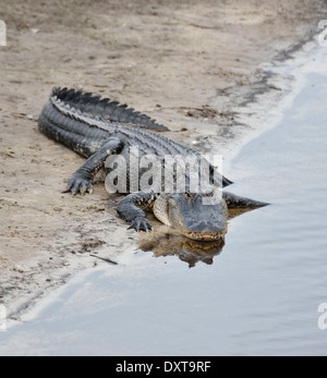 Amerikanischer Alligator In der Sonne aalen Stockfoto