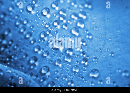 Blue Water Drops Hintergrund. Cool Makro Tautropfen Foto auf blau. Collection im Hintergrund. Stockfoto