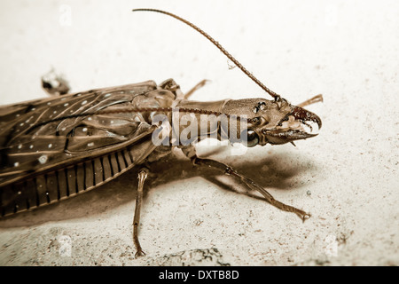 fliegende Regenwald Insekt Makro Farbe verarbeitet Stockfoto