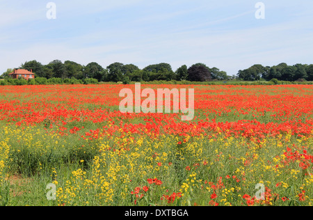 Malerische Aussicht auf die roten und gelben Mohnfelder in Landschaft. Stockfoto