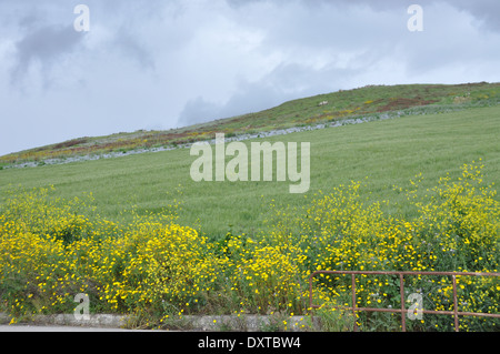 Grüne Felder und gelben Blüten im Norden Sizilien Stockfoto