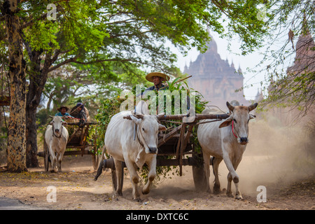 Ochsenkarren schleppen Ernte in Bagan, Myanmar Stockfoto