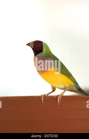 Rot konfrontiert Prachtfinkenart Finch Red headed Grass Finch am Zaun mit weißem Hintergrund thront Stockfoto