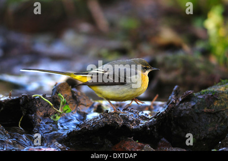 Eine Gebirgsstelze auf einem Felsen in einem Bach UK Stockfoto
