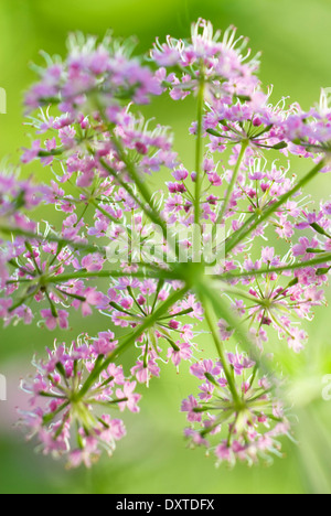 Chaerophyllum Hirsutum 'Roseum', behaarte Kerbel. Staude, Mai. Rosa Blüte von hinten erschossen. Stockfoto