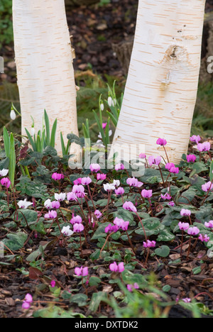 Cyclamen Coum und Galanthus mit Silver Birch. Februar, Winter. Weiß-rosa Zwiebeln unter Silber Birken. Stockfoto