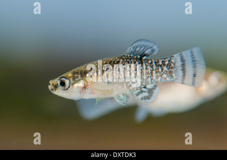 Männchen von Aphanius iberus, einer Fliegenfischart, die seit der Einführung der amerikanischen Mücken (Gambusia spp.) Anfang des 20. Jahrhunderts im Mittelmeer derzeit gefährdet ist und die autochtonen Arten schädigt. Stockfoto