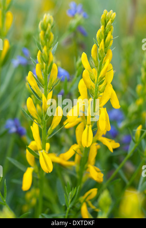 Genista Tinctoria, Färber's Greenweed mit Polygala Serpyllifolia, Heide Kreuzblume. Stauden, April. Stockfoto