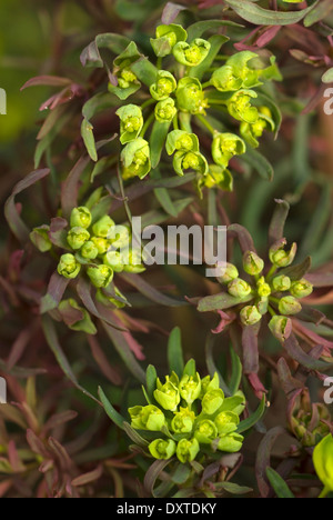 Euphorbia Cyparissias Fens Ruby, Zypern Wolfsmilch. Staude, Mai. Porträt von leuchtend grünen Blüten mit rotem Laub. Stockfoto