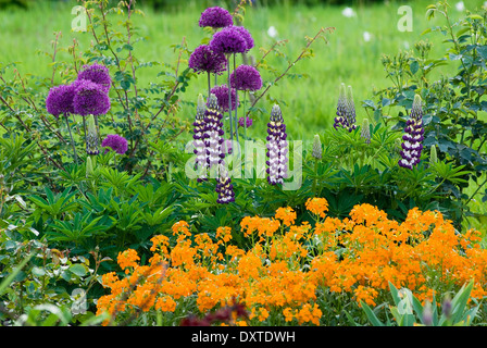 Allium 'Purple Sensation' Hollandicum im Frühjahr Grenze. Mai. Blumenzwiebeln, Stauden. Verband der lila und orange Blüten. Stockfoto