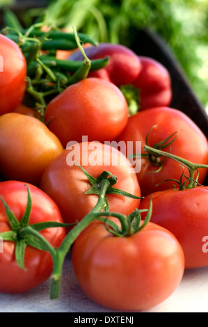 Frisch geerntete Tomaten mit Reben, verbunden mit einer roten Paprika und Karotten und Bohnen in einer Kelle. Stockfoto