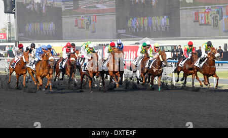 Dubai, Vereinigte Arabische Emirate. 29. März 2014. Läufer und Reiter während des Dubai Kahayla Classic. Bildnachweis: Dpa picture Alliance/Alamy Live News Stockfoto