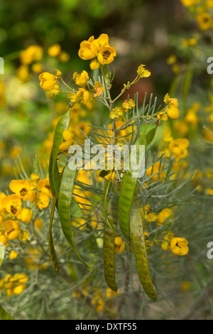 Palo Verde, mexikanische Palo Verde, Parkinsonia, Jerusalem Thorn, Parkinsonia Aculeata in Blüte und Frucht. Eingebürgert in Zypern. Stockfoto