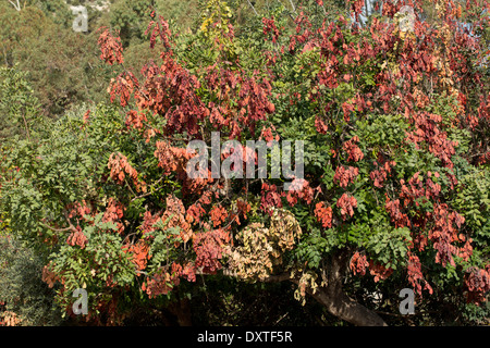 Johannisbrotbaum, Ceratonia Siliqua mit vielen Verzweigungen, die durch Ratten Essen die Rinde beschädigt. Zypern Stockfoto