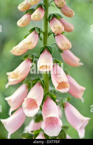 Digitalis Purpurea "Suttons Apricot", Fingerhut. Biennale. Mai, Frühsommer. Rosa/Pfirsich farbigen Blumen. Stockfoto