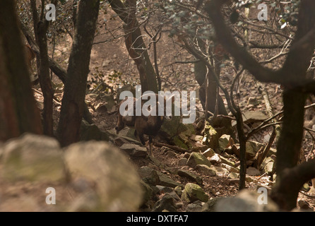 Zypern-Mufflon Ovis Orientalis Ophion, oder Agrino; endemische Unterart beschränkt sich auf Zypern. Stockfoto