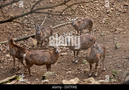 Zypern-Mufflon Ovis Orientalis Ophion, oder Agrino; endemische Unterart beschränkt sich auf Zypern. Stockfoto