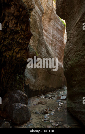 Die Avakas-Schlucht - eine schmale Kalkstein Canyon - auf der Akamas-Halbinsel, Zypern Stockfoto