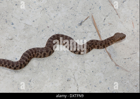 Stumpf-gerochene Viper Macrovipera Lebetina auf Sand, Zypern Stockfoto