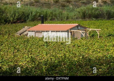 Gebäude in ausgedehnten Weinbergen in der qualifizierten Weinregion Penedes, Spanien Stockfoto