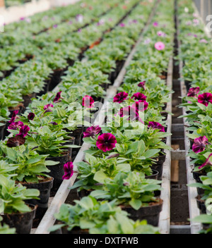 lange Reihen von blühenden Pflanzen zum Verkauf im Gewächshaus der Florist in Holland Stockfoto