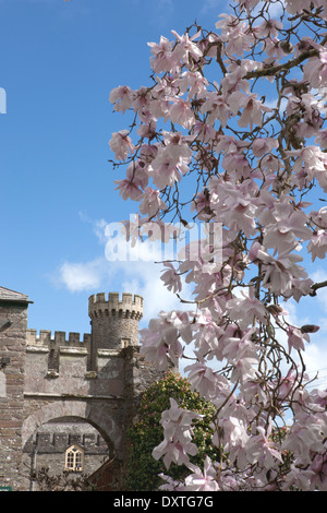 Magnolia Sargentiana Var Robusta eines der Werke Caerhays Castle in Süd Cornwall, haben die Gärten 450 Magnolie Pflanzen. Stockfoto