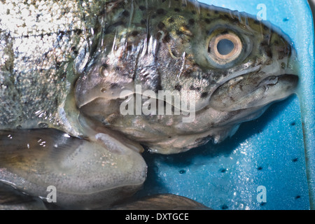 In der polnischen Küche, auf dem polnischen Tisch. Forellen von Familie Fisch Salmoniden. Tasty Fische Süßwasserfische aus Südpolen. Stockfoto