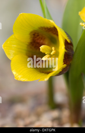 Nahaufnahme von Fritillaria Michailovskyi, Fritillary. Birne, Februar. Gelbe und braune Blume. Stockfoto