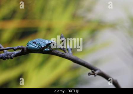 Gemeinsamen Treefrog (Hyla Arborea) Stockfoto