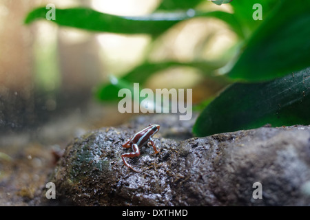 Phantasmal poison Frog - Epipedobates tricolor Stockfoto