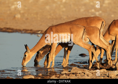 Impala-Antilopen (Aepyceros Melampus) trinken an einer Wasserstelle, Etosha Nationalpark, Namibia Stockfoto