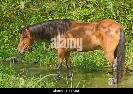 Paso Fino Pferde stehen im Wasser Stockfoto