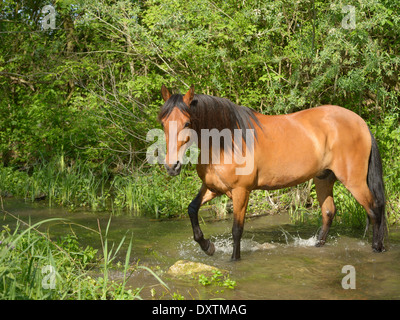 Paso Fino Pferd im Wasser Stockfoto