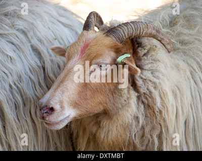 Schafe in einer Herde in Nijverdal, Overijssel, Niederlande Stockfoto