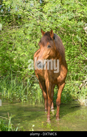 Paso Fino Pferde stehen im Wasser Stockfoto